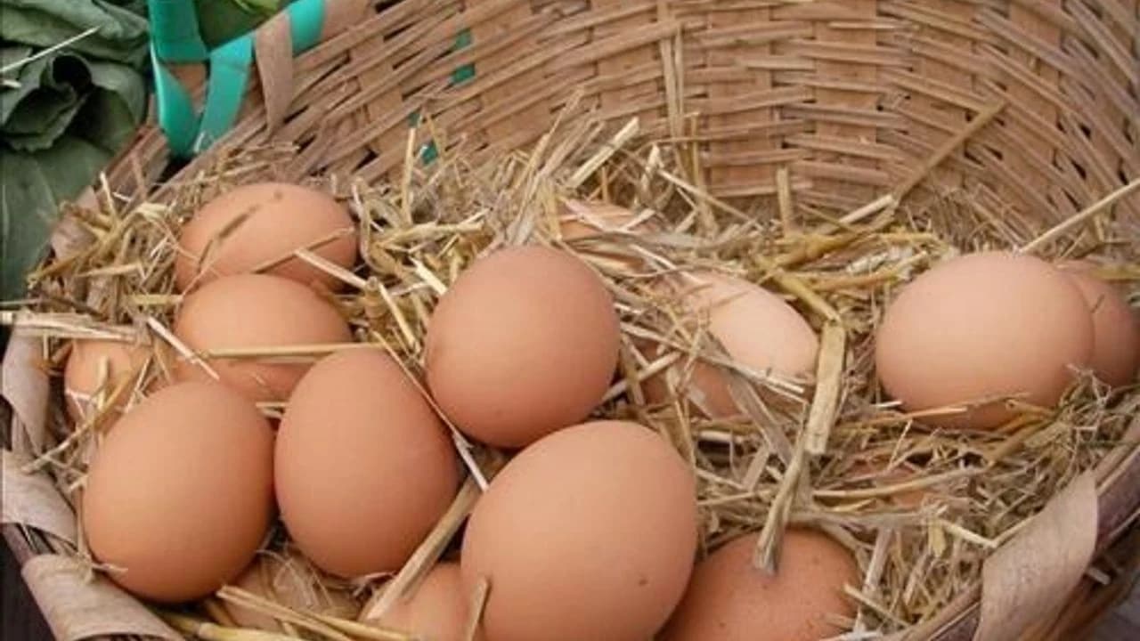 Organik Köy Yumurtası